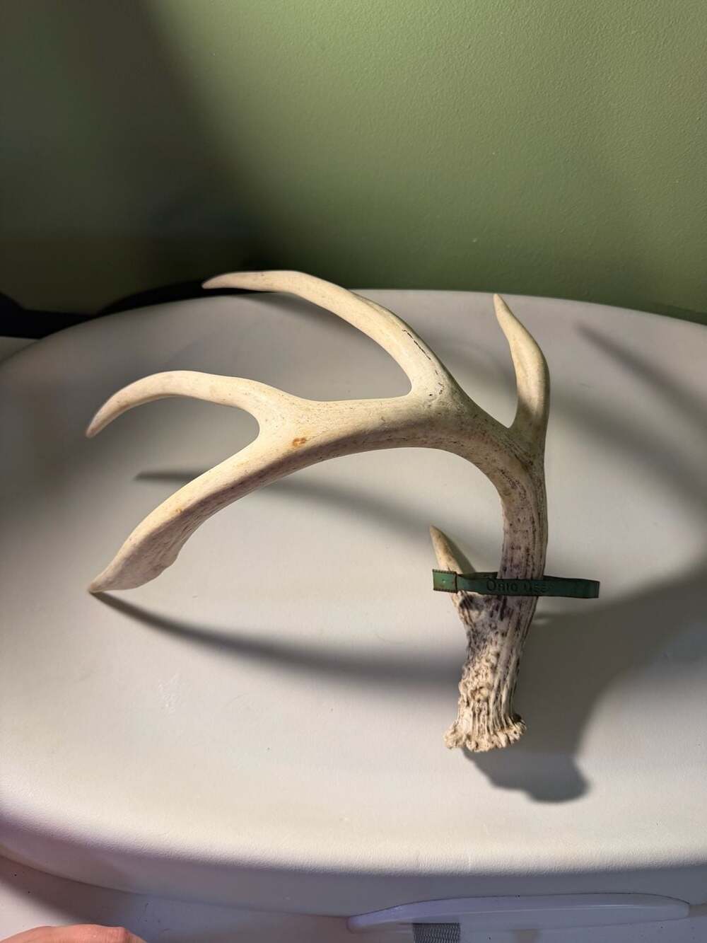 Vintage Ohio Deer Metal Tagged Whitetail Deer Antler Shed